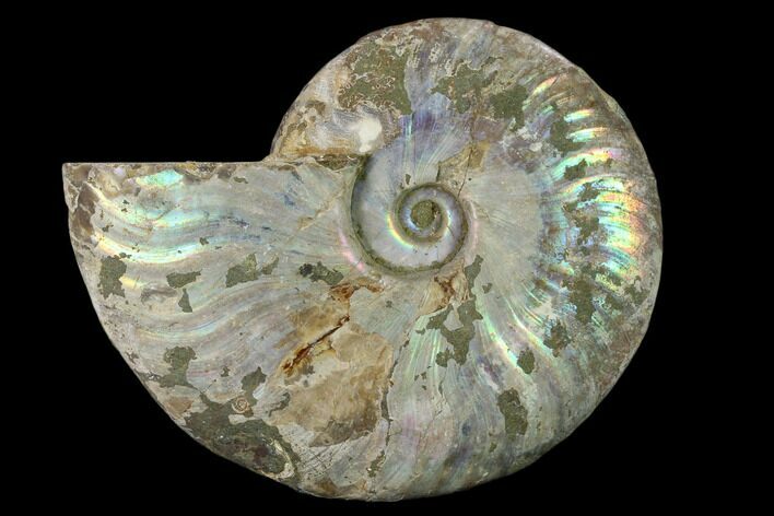 Silver Iridescent Ammonite (Cleoniceras) Fossil - Madagascar #137388